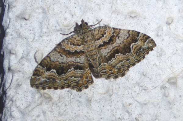 Camptogramma bistrigata